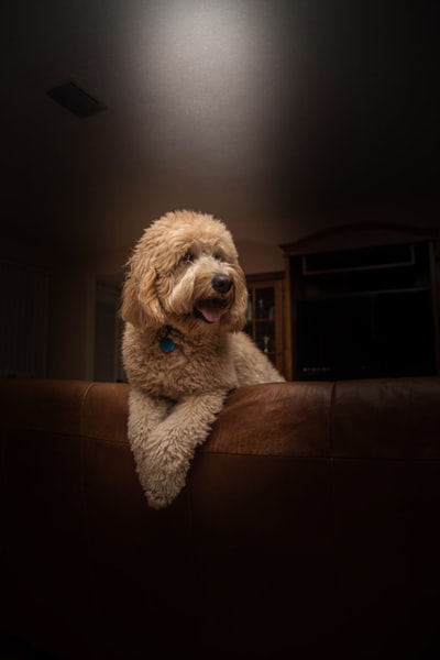 短外套棕色狗靠在棕色皮革沙发里面的房间
